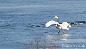 Cygne chanteur 9824